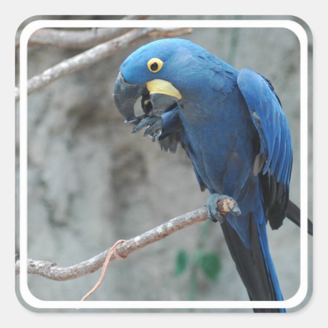 Pegatinas de Hyacinth Macaw (Anverso)