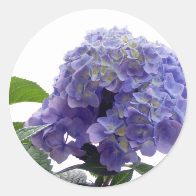 Pegatinas de Hydrangea Bush (Anverso)