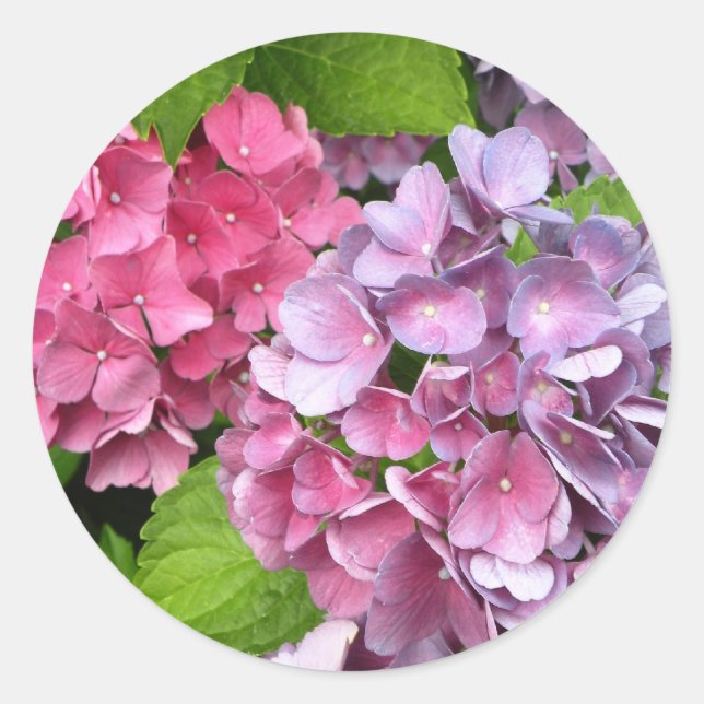 Pegatinas de Hydrangea Floral (Anverso)