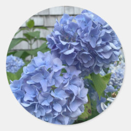 Pegatinas de Hydrangeas Azules (Hydrangea macrophy