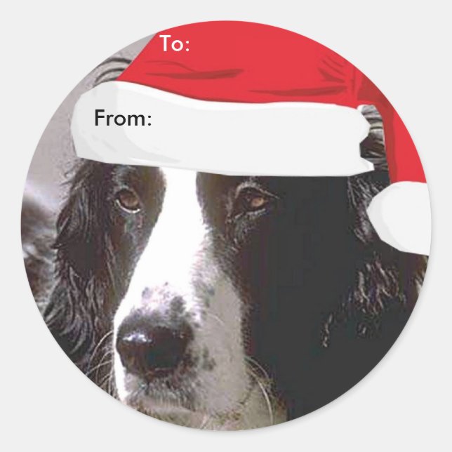 Pegatinas De Inglés Springer Spaniel To/From Xmas (Anverso)