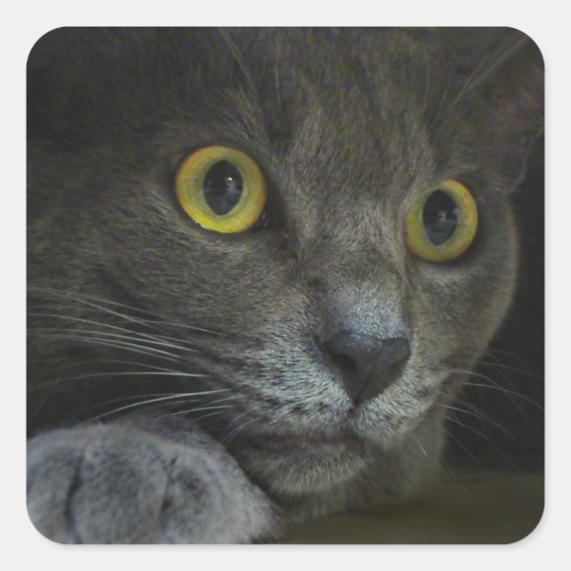 Pegatinas de intensidad (Anverso)