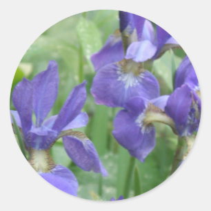 Pegatinas de Iris Bulbs