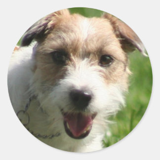 Pegatinas de Jack Russell Terrie