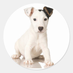 Pegatinas de Jack Russell Terrier