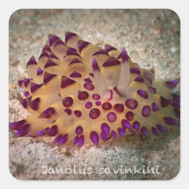 Pegatinas de Janolus savinkini (Anverso)