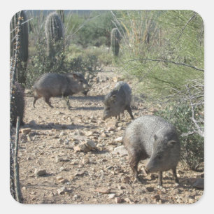 Pegatinas de Javelina