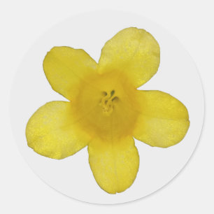 Pegatinas de jazmín amarillo