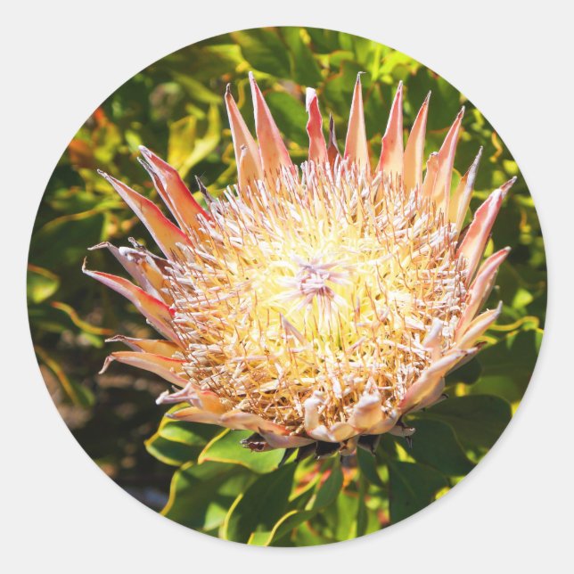 Pegatinas de King Protea #3 (Anverso)
