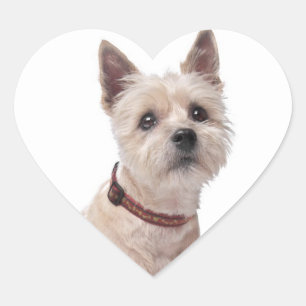 Pegatinas de la bienvenida de Cairn Terrier Puppy 