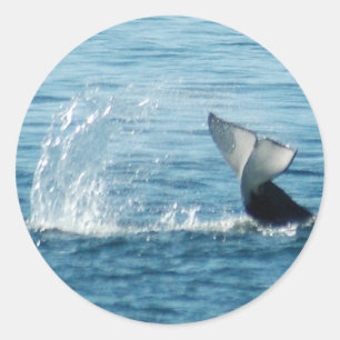 Pegatinas de la bofetada Orca Tail