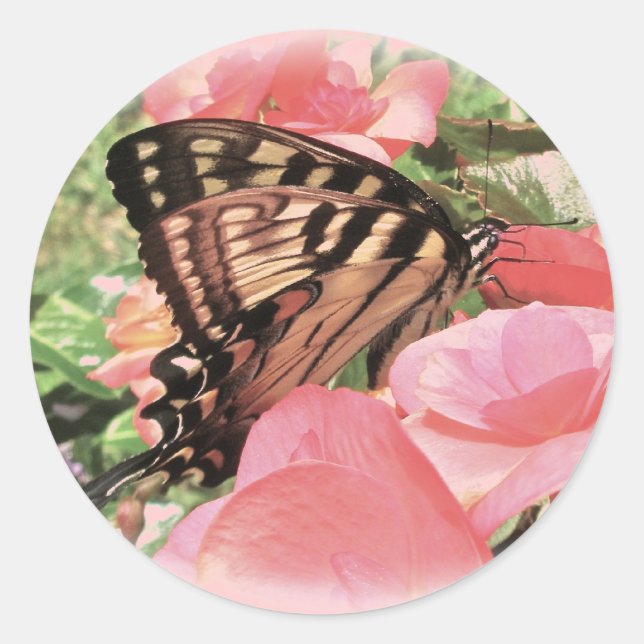 Pegatinas de la cola Swallowtail de tigre (Anverso)