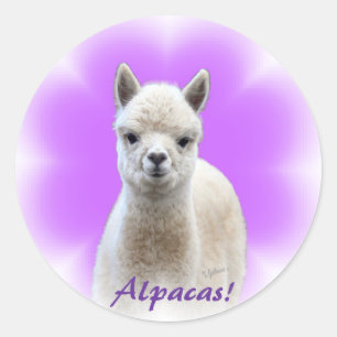Pegatinas de la esperanza de la alpaca