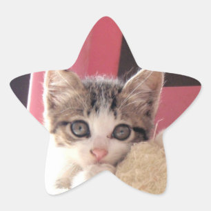 pegatinas de la estrella del juguete del gatito de