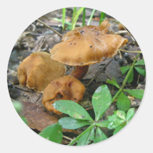 Pegatinas de la familia Brown Mushroom