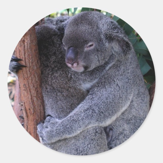 Pegatinas de la familia de la koala (Anverso)