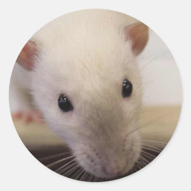 Pegatinas de la Fancy Rat de Siamese (Anverso)