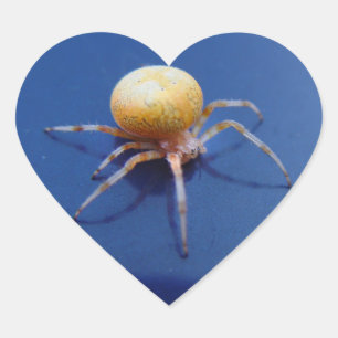 Pegatinas de la fauna del amor - araña anaranjada