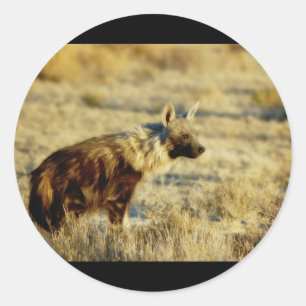 Pegatinas de la fauna del hyena de Brown