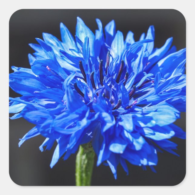 Pegatinas de la flor de maíz azul (Anverso)