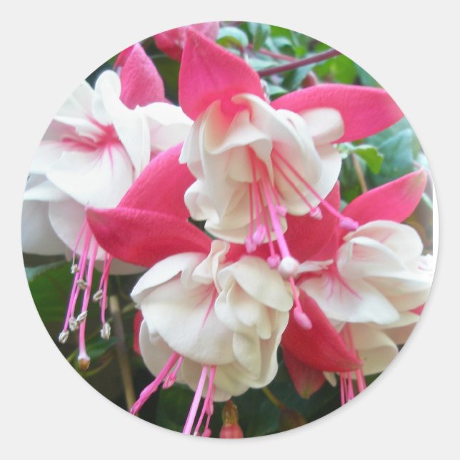 Pegatinas de la Fuschia Rosa y Blanca (Anverso)