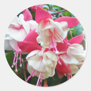 Pegatinas de la Fuschia Rosa y Blanca