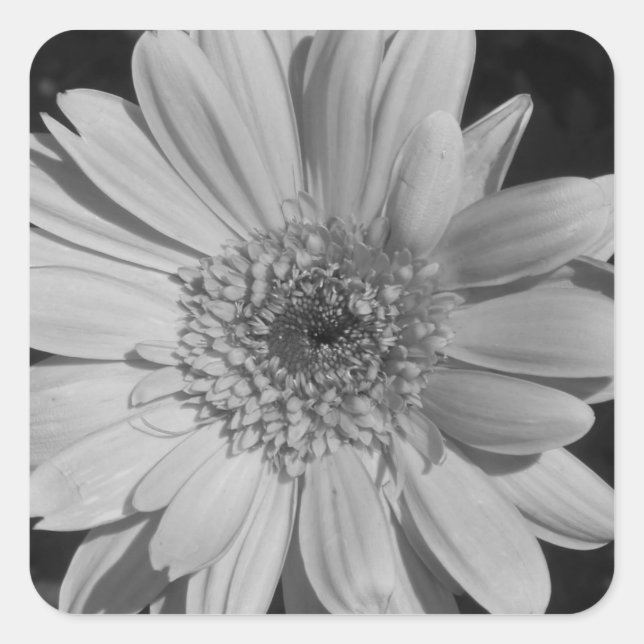 Pegatinas de la Gerbera Negra y Blanca (Anverso)