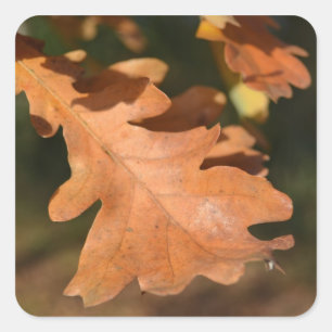 Pegatinas de la hoja de roble de otoño