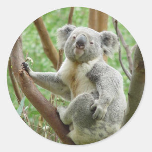 Pegatinas de la koala de Kuddly