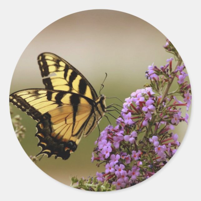 Pegatinas de la mariposa (Anverso)