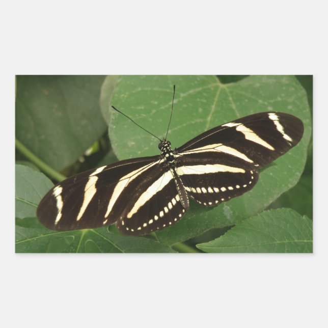 Pegatinas de la mariposa de cebra longwing (Anverso)