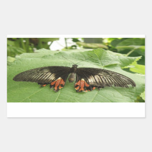 Pegatinas de la mariposa de oro y rojo negro bonit