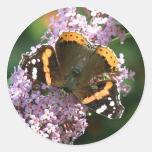 Pegatinas de la mariposa del Almirante Rojo y de B