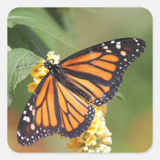 Pegatinas de la mariposa monarca