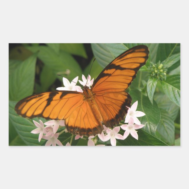 Pegatinas de la naranja Julia Butterfly (Anverso)