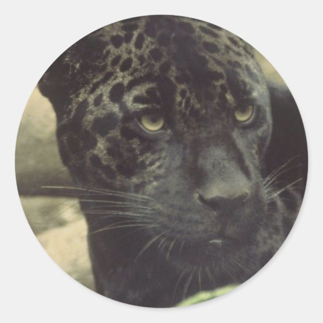 Pegatinas de la pantera negra (Anverso)