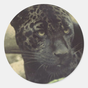 Pegatinas de la pantera negra
