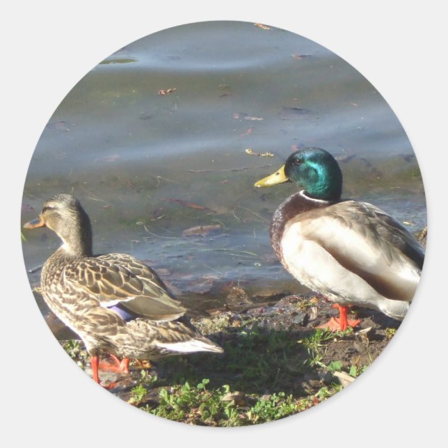 Pegatinas de la pareja de pato Mallard (Anverso)
