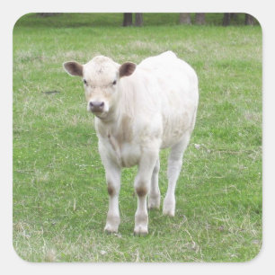Pegatinas de la Plaza de la Caldera Blanca