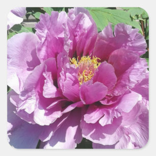 Pegatinas de la Plaza de la Flor Rosa Peony