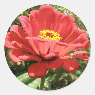 Pegatinas de la Red Zinnia