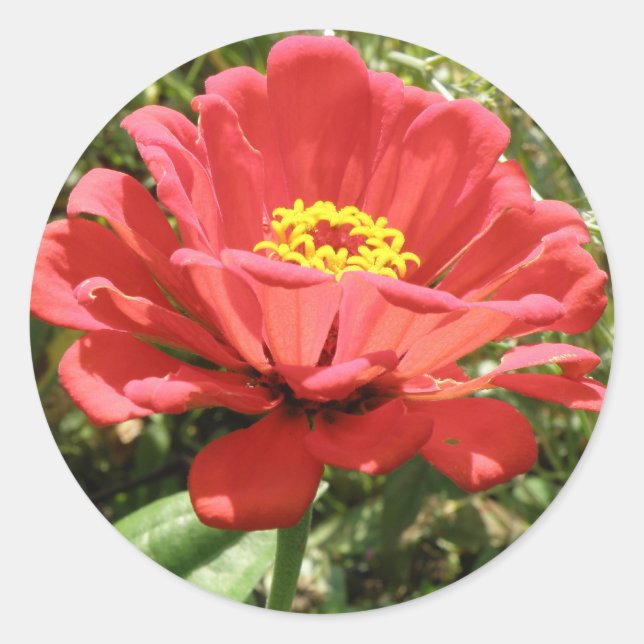 Pegatinas de la Red Zinnia (Anverso)