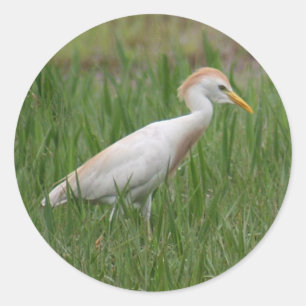Pegatinas de la Ronda de Aves de Bovino Egret