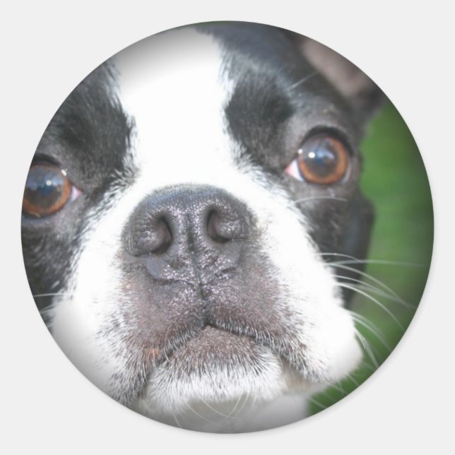 Pegatinas de la Ronda de Boston Terrier Faded (Anverso)