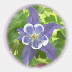 Pegatinas de la ronda de flores de Aquilegia Colum