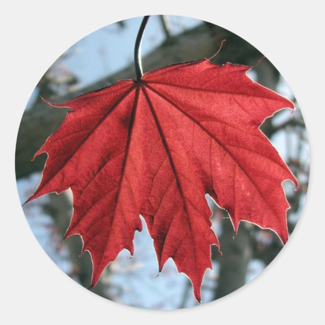 Pegatinas de la Ronda de Hojas de Maple de Canadá (Anverso)