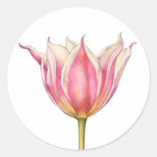 Pegatinas de la Ronda de Tulipanes de Flores Vinta