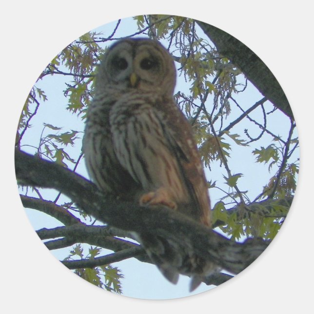 Pegatinas de la Ronda Lechuza Barrada (Lechuza Hoo (Anverso)