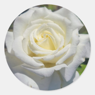 Pegatinas de la Rosa Blanca