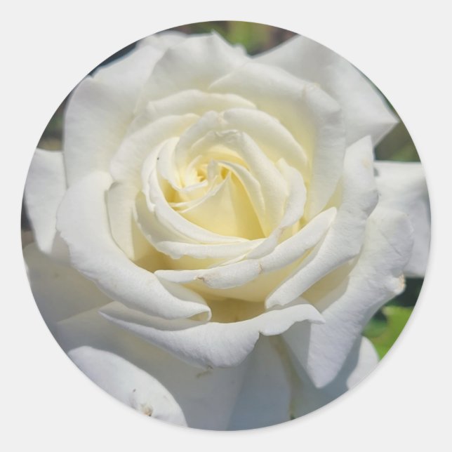 Pegatinas de la Rosa Blanca (Anverso)